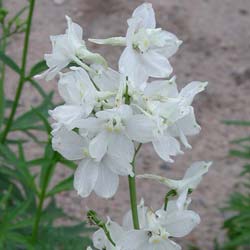 Pied d'alouette 'Casa Blanca' / Delphinium x belladonna Casa Blanca